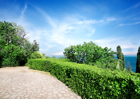 Green summer park in Vorontsovの写真素材