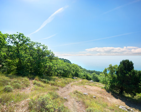 Footpath to the sea through the forestの写真素材