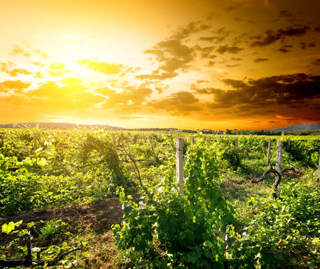 Crimean vineyardの写真素材