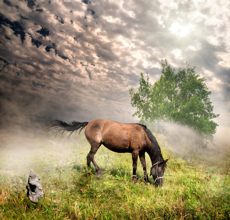 Horse in a meadow on a cloudy dayの写真素材