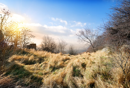 Dry trees and grass in autumn mountainsの写真素材