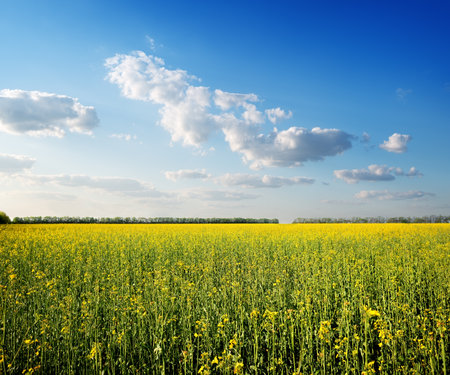 Field of yellow flowers and blue skyの写真素材
