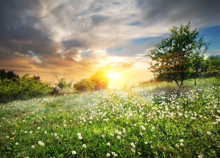 Sunrise and clouds over the field of dandelionsの写真素材