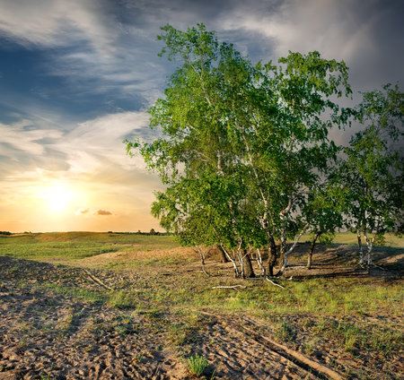 Birches in the desert against the evening skyの写真素材