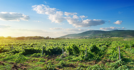 Crimean vineyard in mountains at the sunriseの写真素材