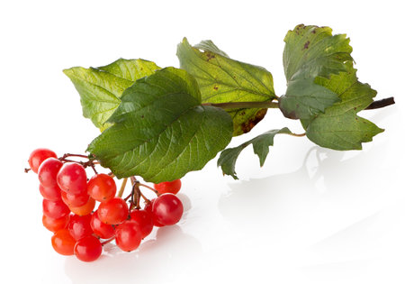 Bunch of ripe viburnum isolated on a white backgroundの写真素材