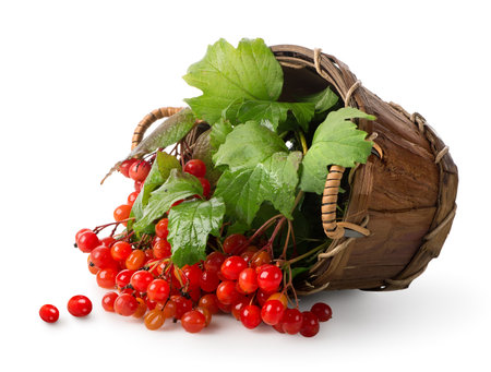 Viburnum in a basket isolated on whiteの写真素材
