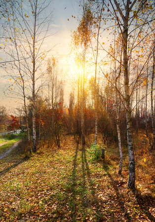 Birches near the river in the autumnの写真素材