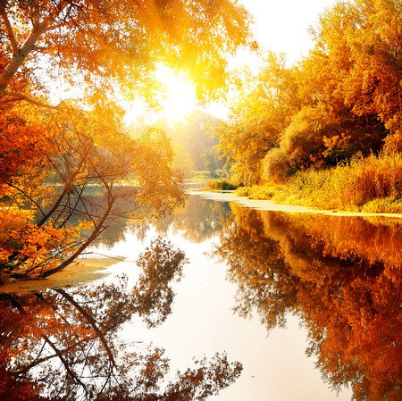 River in a delightful autumn forest at sunny dayの写真素材