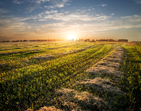 Field of cut grass in the autumnの写真素材