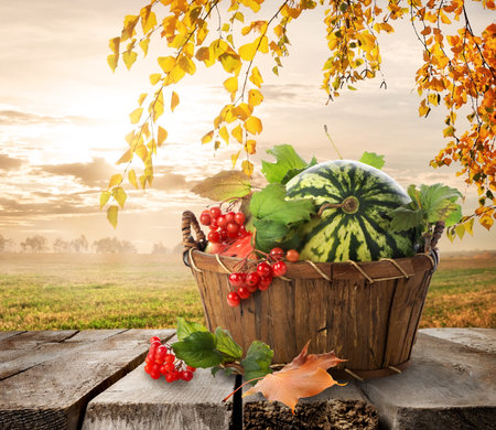 Basket with watermelons on a nature backgroundの写真素材