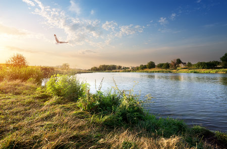 Big bird over river at the sunsetの写真素材