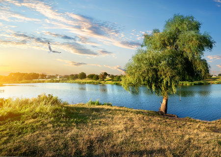 Bird and osier near river at the sunsetの写真素材