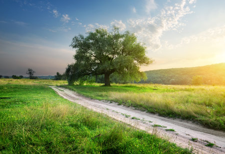 Sandy footpath in the field near forestの写真素材