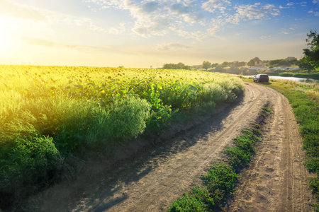 Field of blooming sunflowers by the country roadの写真素材