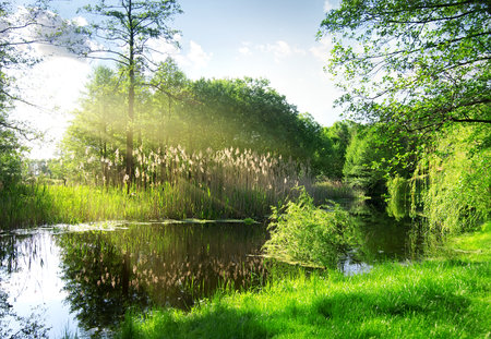 Dry reeds on river in sunny morningの写真素材