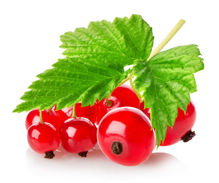 Branch of red currant isolated on a white backgroundの写真素材