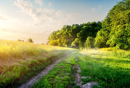 Field with country road in the morningの写真素材