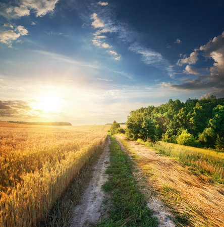 Field of wheat near the country roadの写真素材