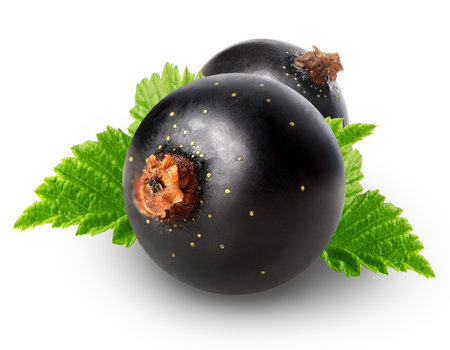 Black currant with leaves isolated on whiteの写真素材