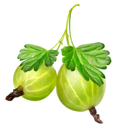Two gooseberries isolated on a white backgroundの写真素材