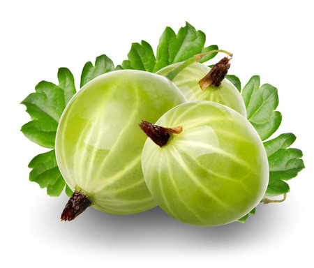 Berries of gooseberry isolated on a white backgroundの写真素材