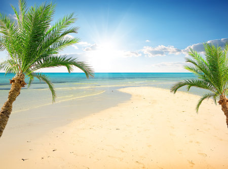 Palms on the beach near sea in sunny dayの写真素材