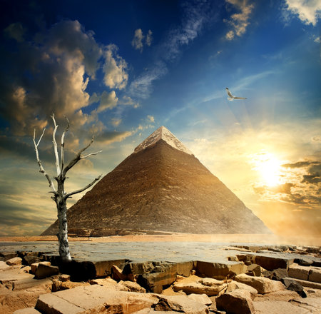 Big bird over pyramid and dry treeの写真素材