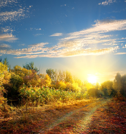 Country road in the colorful autumn forestの写真素材