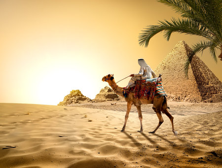 Camel near pyramids in hot desert of Egypt