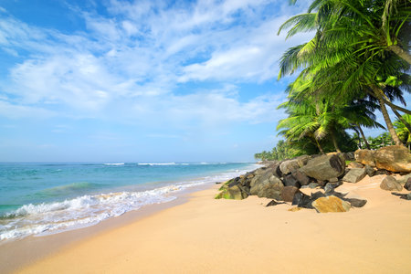 Stones and palm trees on a sandy beach of Gala in Sri Lankaの写真素材