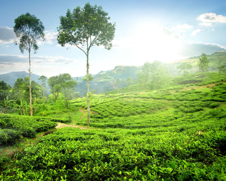 Fog over green tea plantations in the morningの写真素材