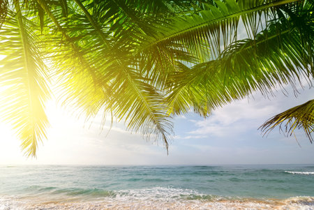 Palms on Indian ocean at sunny morning, Sri Lankaの写真素材