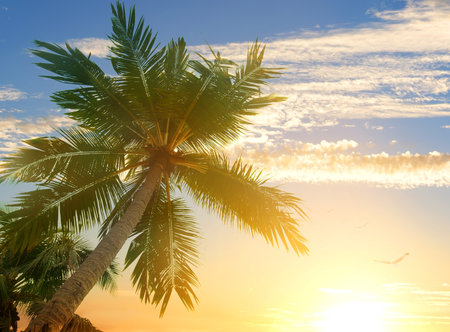 Birds in curly clouds over palm trees on a beach. Sri Lankaの写真素材