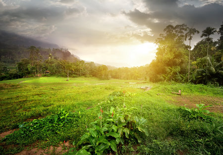 Field in jungles of Sri Lanka at cloudy sunsetの写真素材