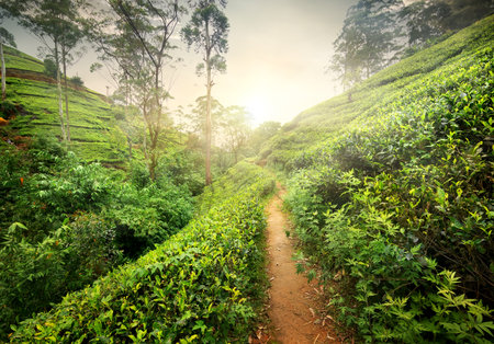 Footpath in tea plantation at sunset, Sri Lankaの写真素材