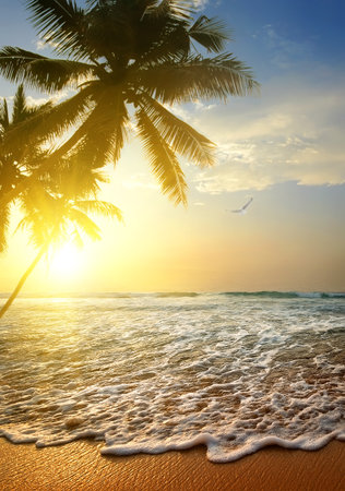 Bird over Indian ocean at the sunset, Sri Lankaの写真素材