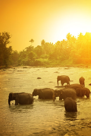 Elephants and bright sunrise in natural reserveの写真素材