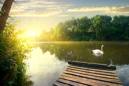 Graceful swan on river early in the morningの写真素材