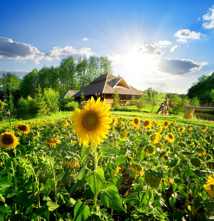 Wooden house near the field of blooming sunflowersの写真素材