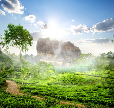 Fog over Sigiriya near green tea plantation, Sri Lankaの写真素材