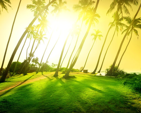 Bright sun over green field on the beach of oceanの写真素材