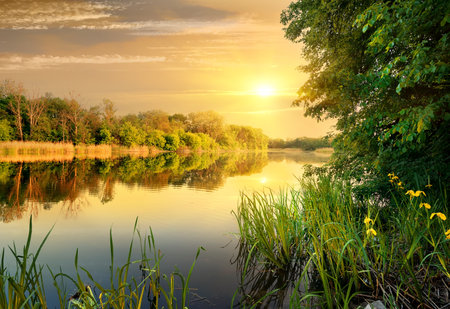 Bright yellow evening on a calm river in forestの写真素材