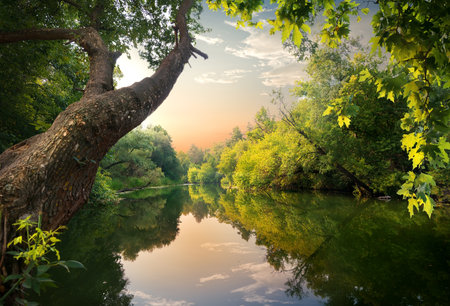 Pond at sunsetの素材 [FY31097124415]