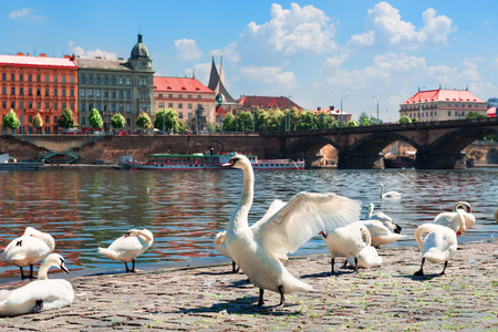 Flock of swans in Pragueの写真素材