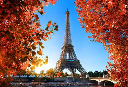 Maple tree in Parisの写真素材