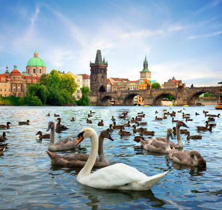 Charles bridge and Swansの写真素材