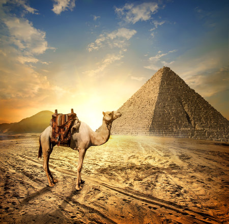 Camel in desert Egyptの写真素材