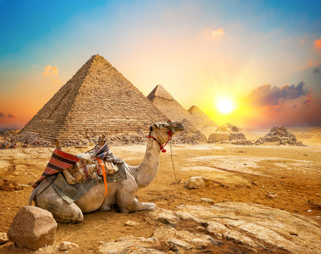 Camel and pyramidsの写真素材