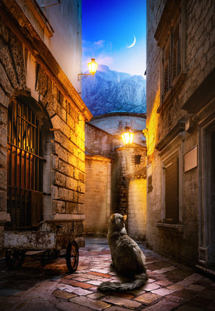 Cat sitting sitting at the dark alley in Kotorの写真素材